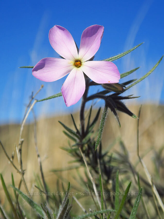 long-leaf phlox (Phlox longifolia) [Riverview Trail, Deschutes River State Recreation Area, Sherman County, Oregon]