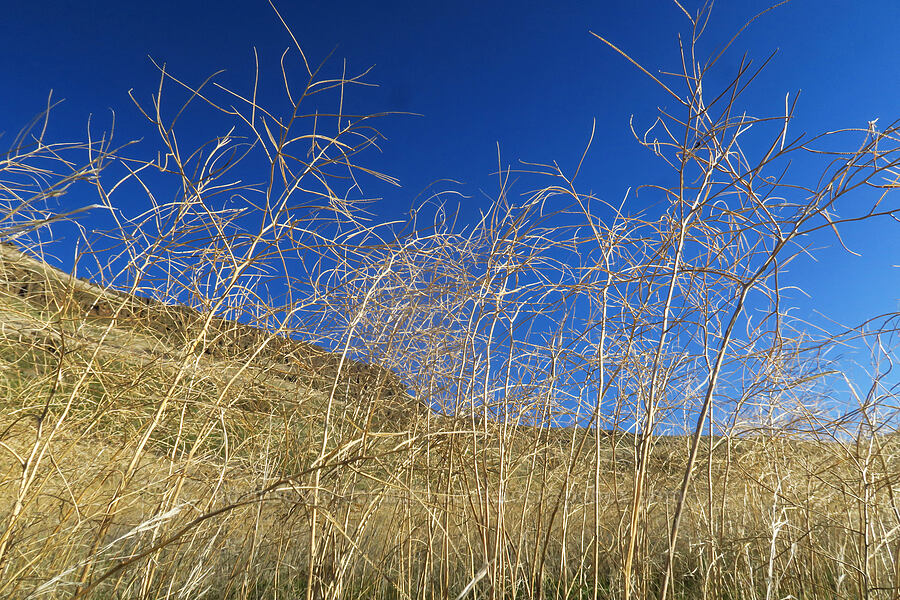 a forest of tumble-mustard (Sisymbrium altissimum) [Riverview Trail, Deschutes River State Recreation Area, Sherman County, Oregon]