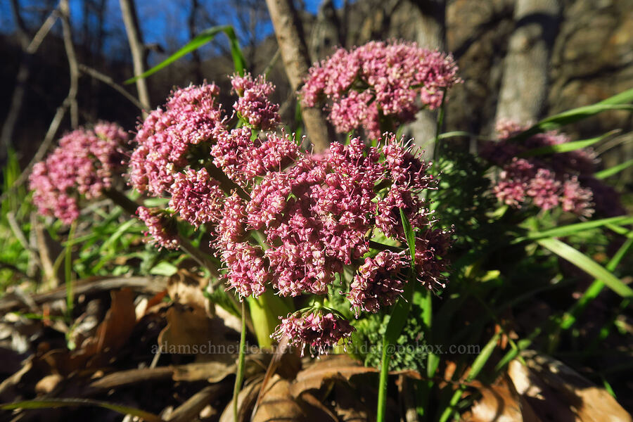 Columbia desert parsley (Lomatium columbianum) [Lyle Cherry Orchard Trailhead, Klickitat County, Washington]