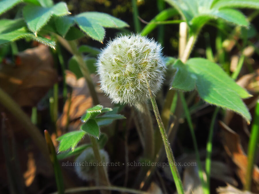 ball-head waterleaf (Hydrophyllum capitatum var. thompsonii) [Lyle Cherry Orchard Trail, Klickitat County, Washington]