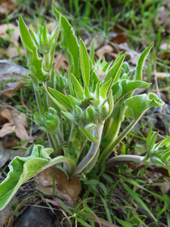 balsamroot, budding (Balsamorhiza sp.) [Lyle Cherry Orchard Trail, Klickitat County, Washington]