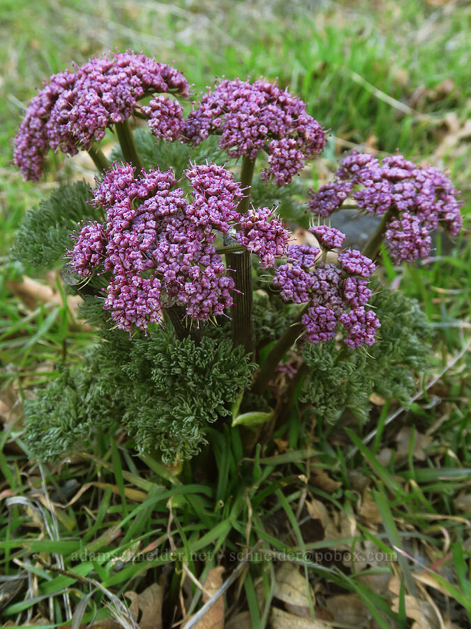 Columbia desert parsley (Lomatium columbianum) [Lyle Cherry Orchard Trail, Klickitat County, Washington]