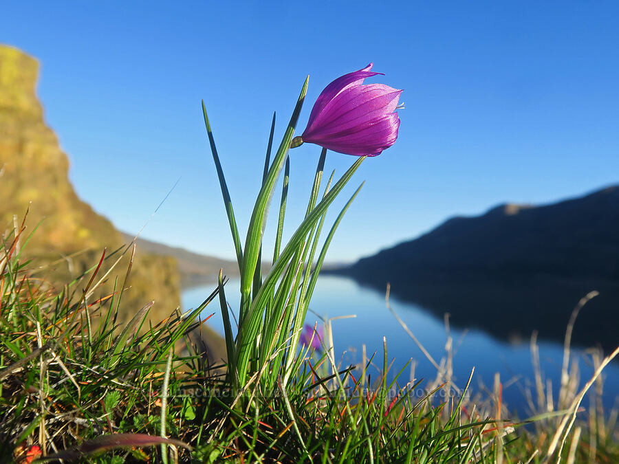 grass-widow (Olsynium douglasii) [Lyle Convict Road, Klickitat County, Washington]