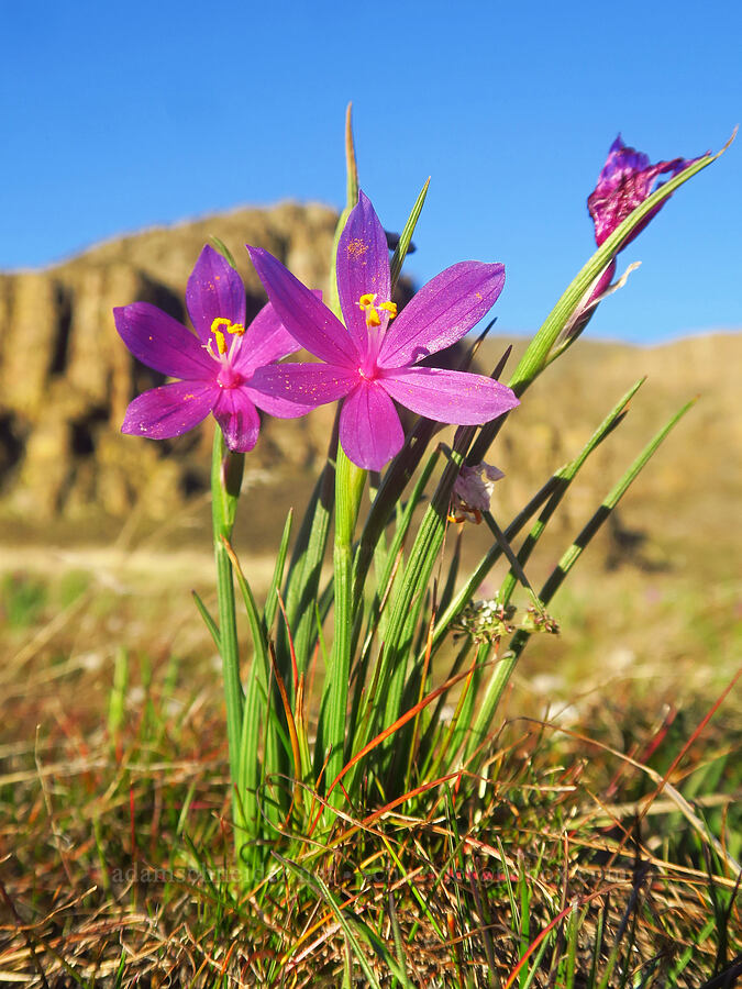 grass-widows (Olsynium douglasii) [Lyle Convict Road, Klickitat County, Washington]
