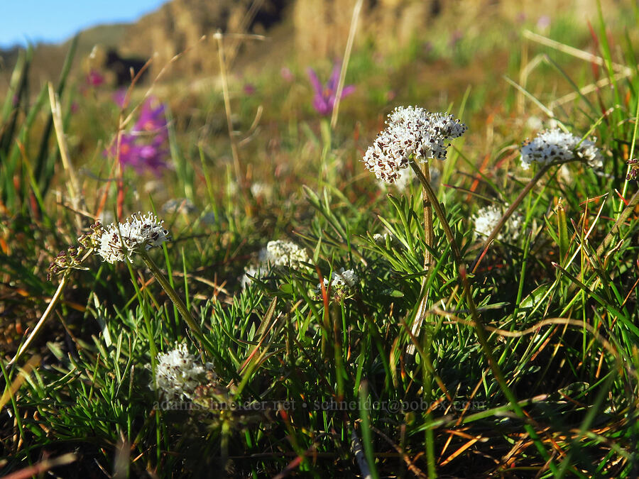 Gorman's desert parsley & grass-widows (Lomatium gormanii, Olsynium douglasii) [Lyle Convict Road, Klickitat County, Washington]