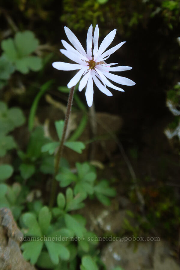 prairie stars (Lithophragma glabrum) [east of Lyle, Klickitat County, Washington]