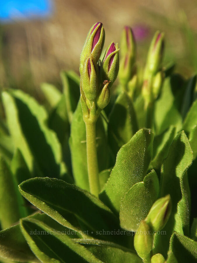 poet's shooting stars, budding (Dodecatheon poeticum (Primula poetica)) [east of Lyle, Klickitat County, Washington]