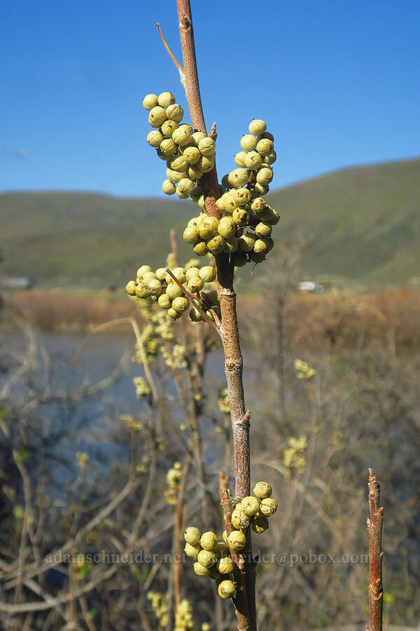 poison-ivy berries (Toxicodendron rydbergii (Rhus rydbergii)) [Lost Corral Trail, Cottonwood Canyon State Park, Gilliam County, Oregon]