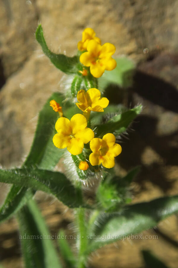 bugloss fiddleneck (Amsinckia lycopsoides) [Lost Corral Trail, Cottonwood Canyon State Park, Gilliam County, Oregon]