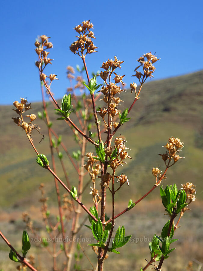 mock orange seed-pods (Philadelphus lewisii) [Lost Corral Trail, Cottonwood Canyon State Park, Gilliam County, Oregon]
