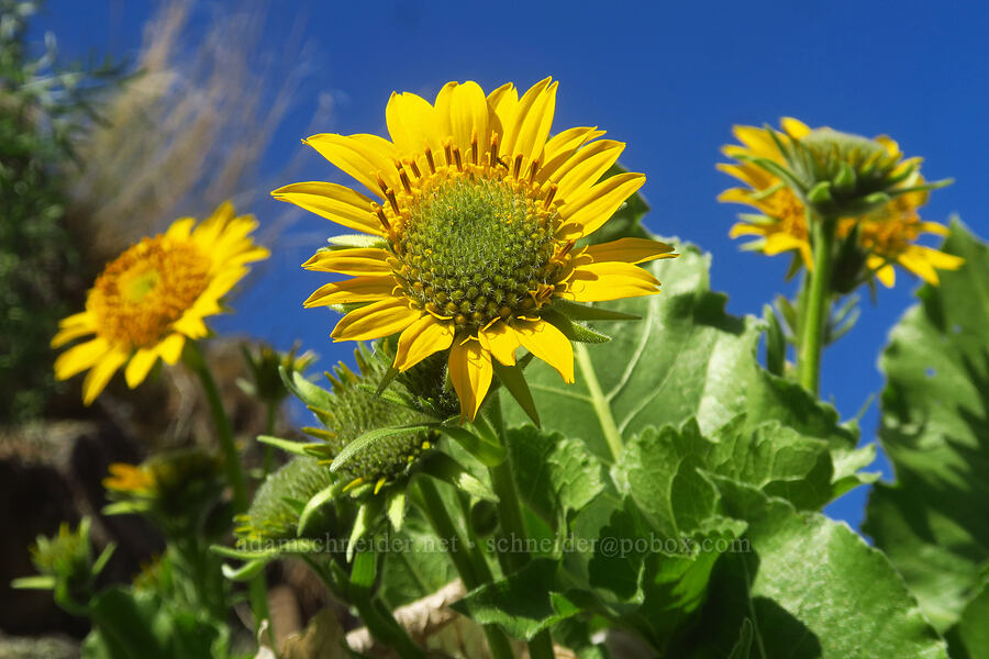 Carey's balsamroot (Balsamorhiza careyana) [Lost Corral Trail, Cottonwood Canyon State Park, Gilliam County, Oregon]
