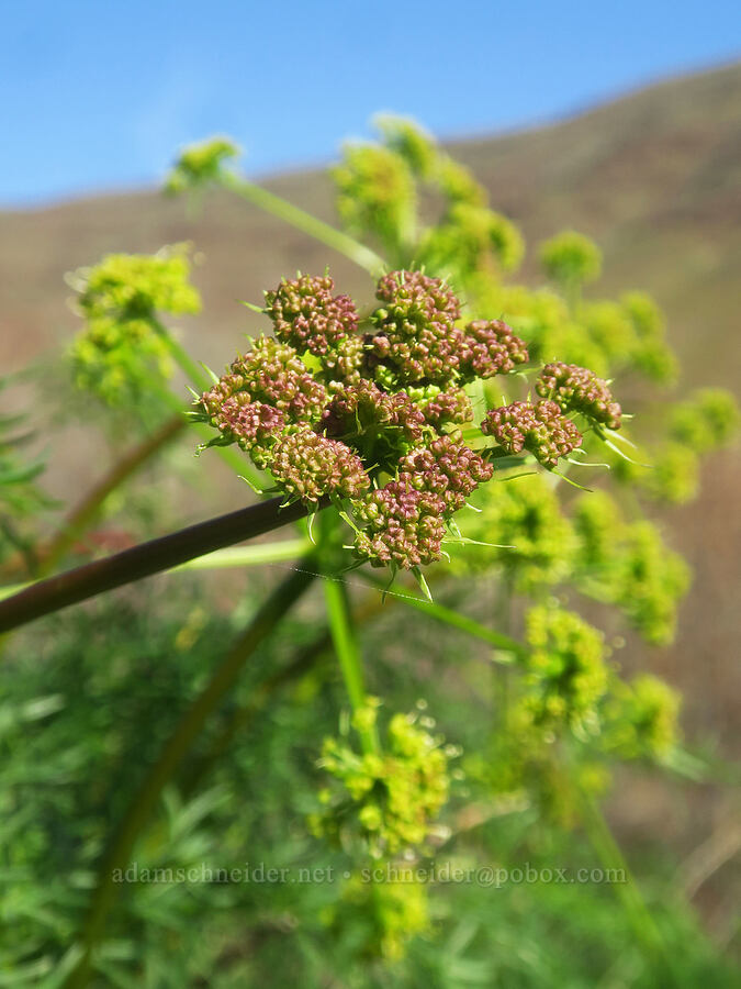 fern-leaf desert parsley (Lomatium multifidum (Lomatium dissectum var. multifidum)) [Lost Corral Trail, Cottonwood Canyon State Park, Gilliam County, Oregon]