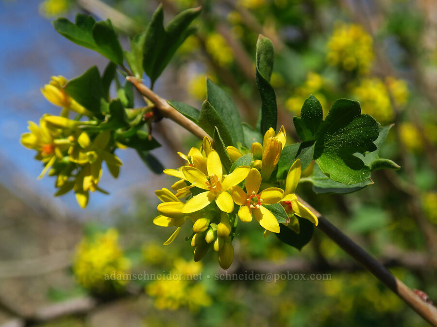 golden currant (Ribes aureum) [Lost Corral Trail, Cottonwood Canyon State Park, Gilliam County, Oregon]