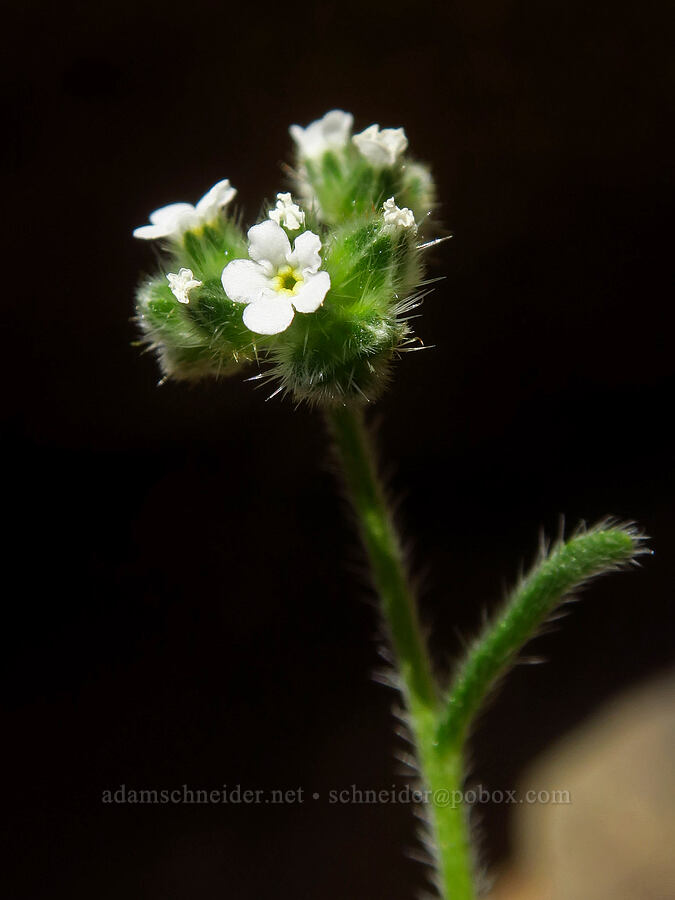 wing-nut cryptantha (Cryptantha pterocarya) [above Lost Corral Trail, Cottonwood Canyon State Park, Gilliam County, Oregon]