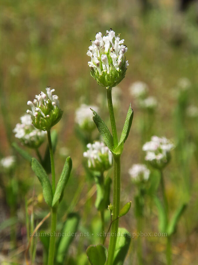 white plectritis (Plectritis macrocera) [above Lost Corral Trail, Cottonwood Canyon State Park, Gilliam County, Oregon]