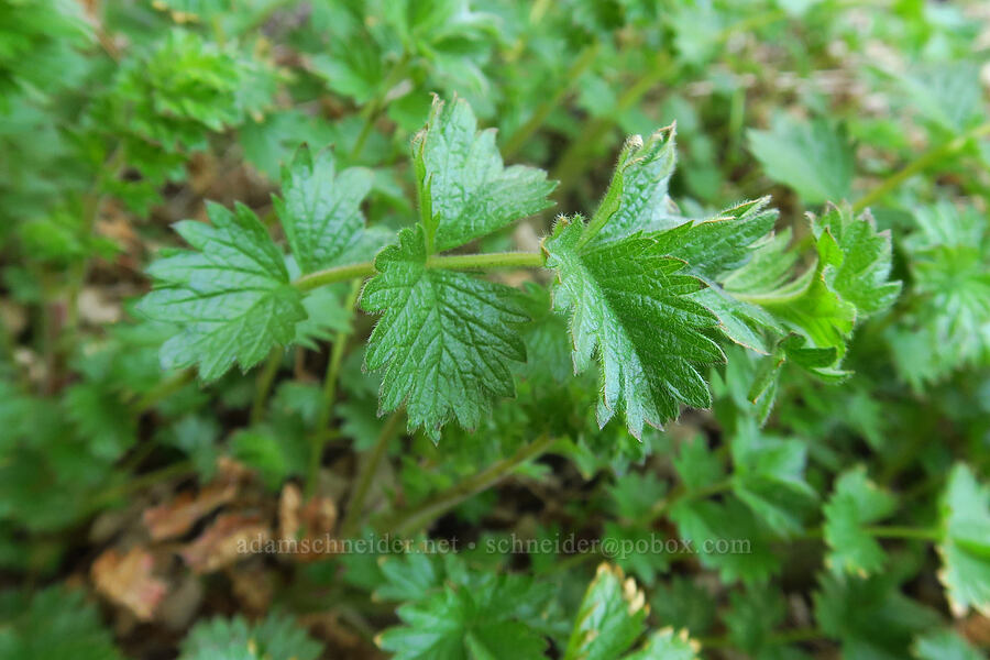 sticky cinquefoil leaves (Drymocallis sp. (Potentilla glandulosa)) [above Lost Corral Trail, Cottonwood Canyon State Park, Gilliam County, Oregon]