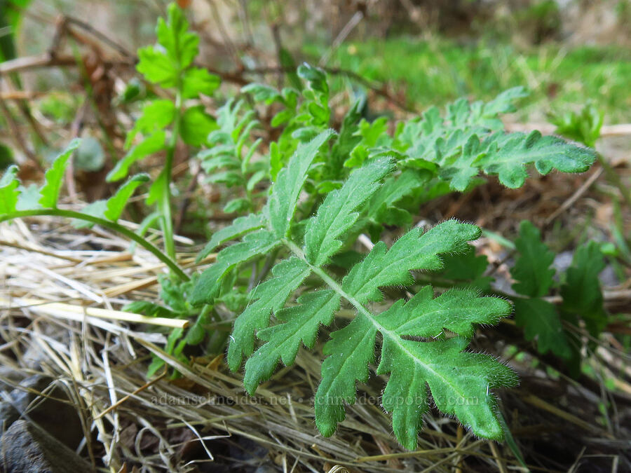branching phacelia leaves (Phacelia ramosissima) [above Lost Corral Trail, Cottonwood Canyon State Park, Gilliam County, Oregon]