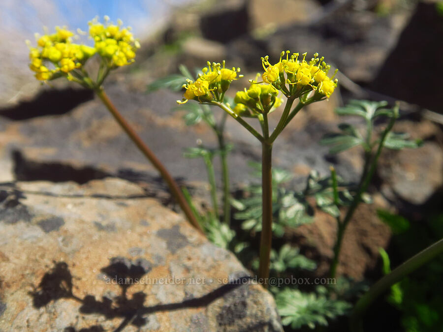 Henderson's desert parsley (Lomatium hendersonii) [above Lost Corral Trail, Cottonwood Canyon State Park, Gilliam County, Oregon]