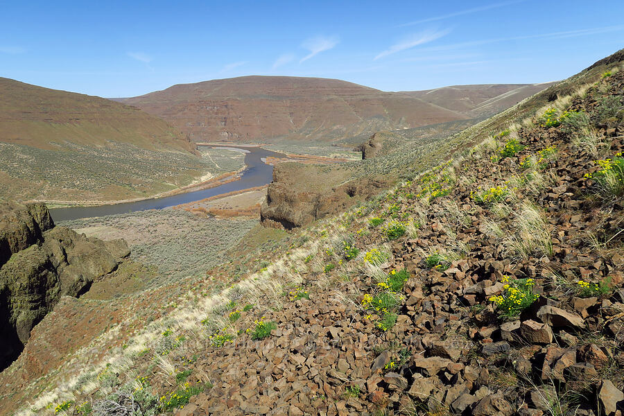 desert parsley & the John Day River (Lomatium papilioniferum (Lomatium grayi)) [above Lost Corral Trail, Cottonwood Canyon State Park, Gilliam County, Oregon]