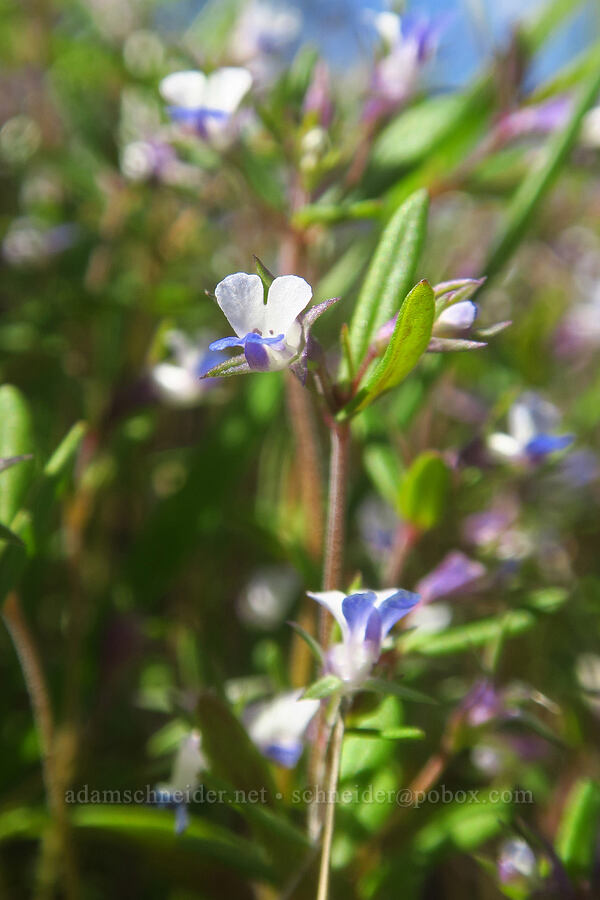 small-flowered blue-eyed-Mary (Collinsia parviflora) [above Lost Corral Trail, Cottonwood Canyon State Park, Gilliam County, Oregon]