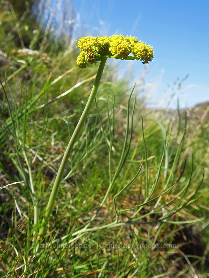 nine-leaf desert parsley (Lomatium triternatum) [above Lost Corral Trail, Cottonwood Canyon State Park, Gilliam County, Oregon]