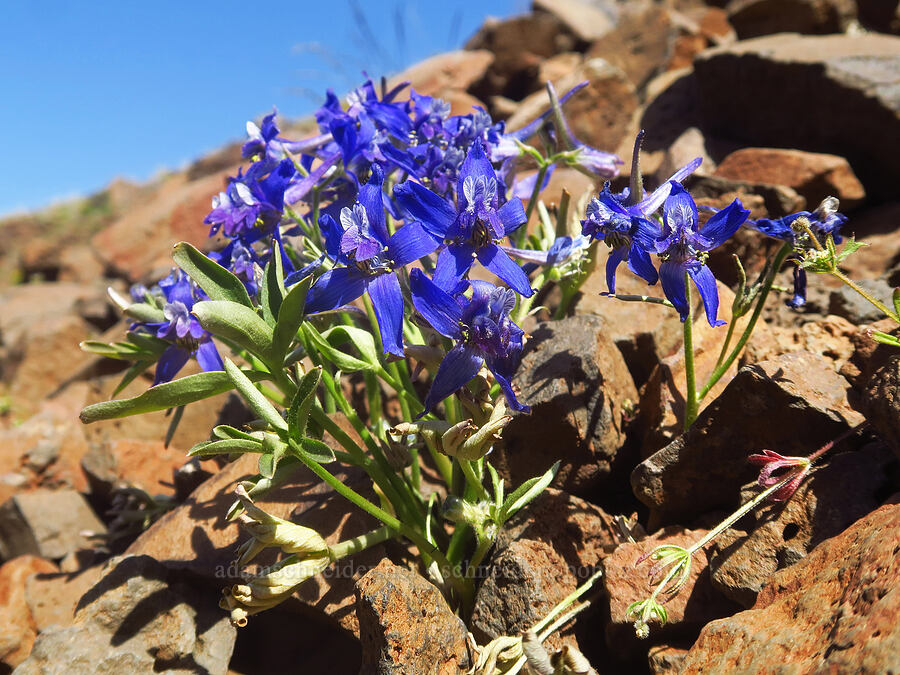 larkspur in talus (Delphinium nuttallianum) [above Lost Corral Trail, Cottonwood Canyon State Park, Gilliam County, Oregon]