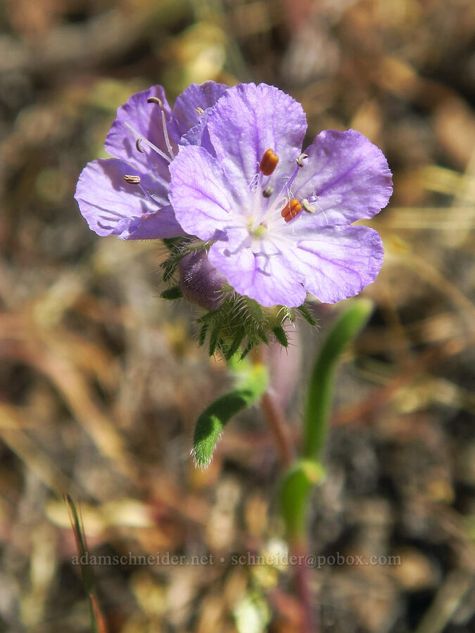 thread-leaf phacelia (Phacelia linearis) [above Lost Corral Trail, Cottonwood Canyon State Park, Gilliam County, Oregon]