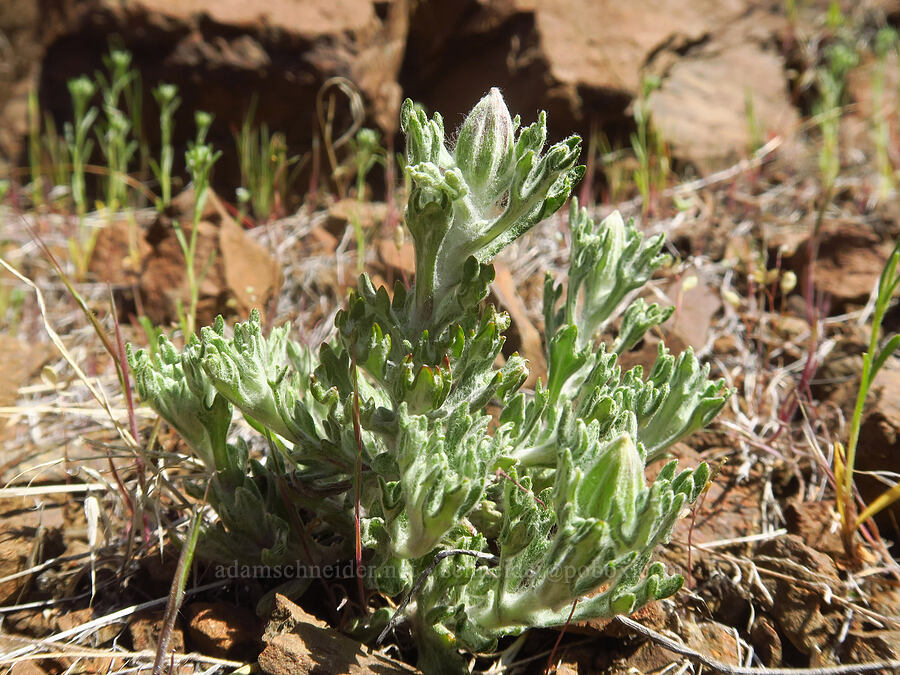 Oregon sunshine, budding (Eriophyllum lanatum) [above Lost Corral Trail, Cottonwood Canyon State Park, Gilliam County, Oregon]