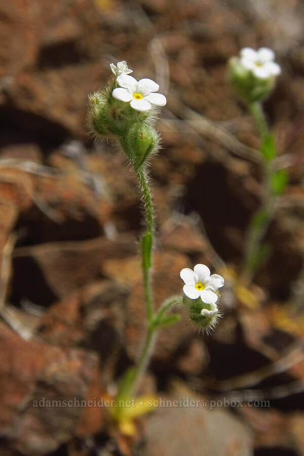 slender popcorn flower (Plagiobothrys tenellus) [above Lost Corral Trail, Cottonwood Canyon State Park, Gilliam County, Oregon]