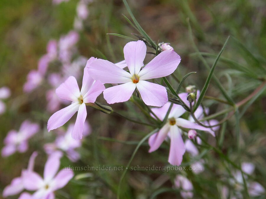 long-leaf phlox (Phlox longifolia) [Lost Corral Trail, Cottonwood Canyon State Park, Gilliam County, Oregon]