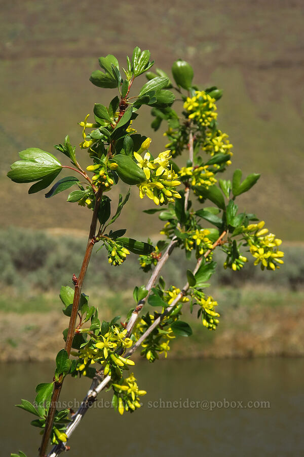 golden currant (Ribes aureum) [Lost Corral Trail, Cottonwood Canyon State Park, Gilliam County, Oregon]