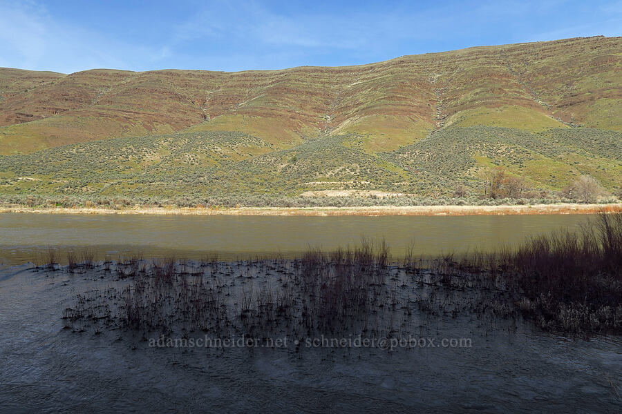 colorful hills & flooded shrubs [Lost Corral Trail, Cottonwood Canyon State Park, Gilliam County, Oregon]