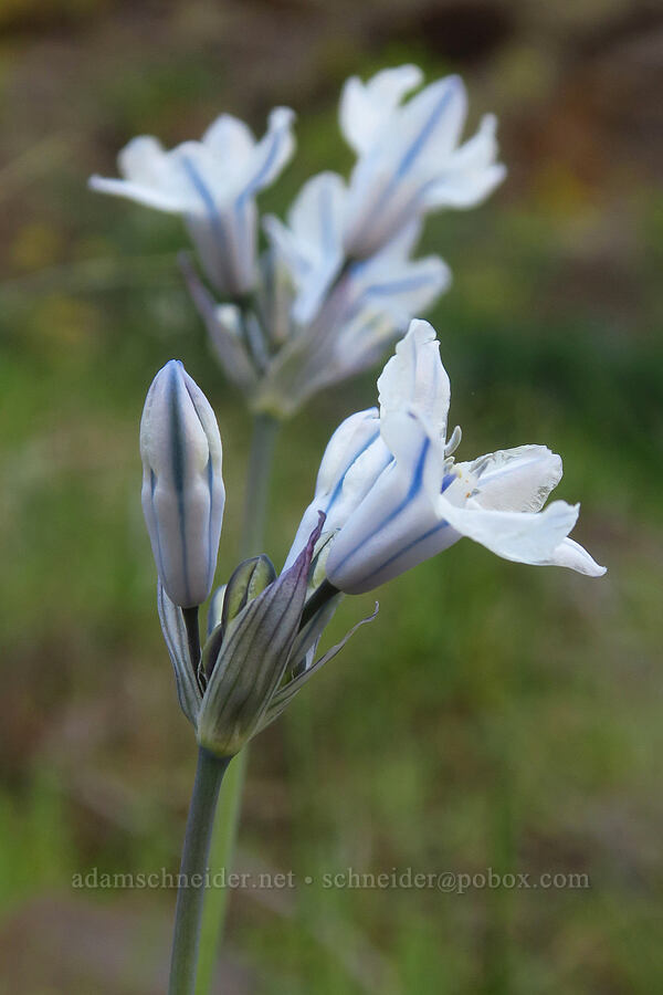 bi-colored cluster lily (Triteleia grandiflora var. howellii (Brodiaea bicolor)) [Lost Corral Trail, Cottonwood Canyon State Park, Gilliam County, Oregon]