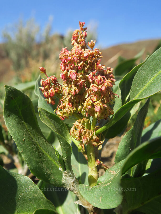 veiny dock (Rumex venosus) [Lost Corral Trail, Cottonwood Canyon State Park, Gilliam County, Oregon]