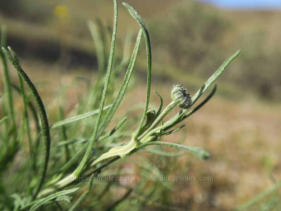 thread-leaf fleabane, budding (Erigeron filifolius) [Sage Knob Trail, Cottonwood Canyon State Park, Sherman County, Oregon]