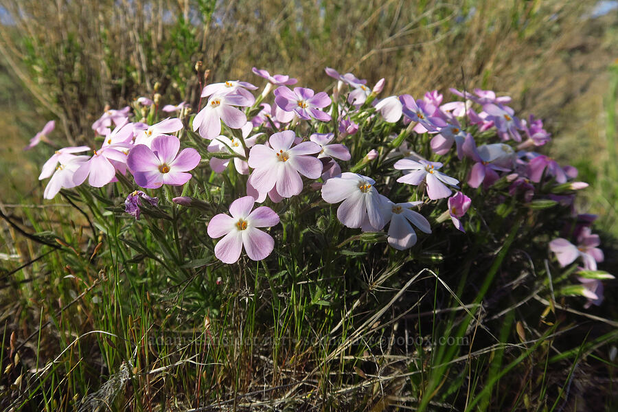 sagebrush phlox (Phlox aculeata) [Sage Knob Trail, Cottonwood Canyon State Park, Sherman County, Oregon]