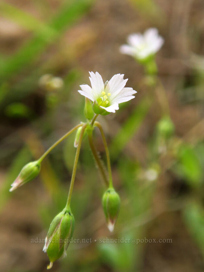 jagged chickweed (Holosteum umbellatum) [Sage Knob Trail, Cottonwood Canyon State Park, Sherman County, Oregon]