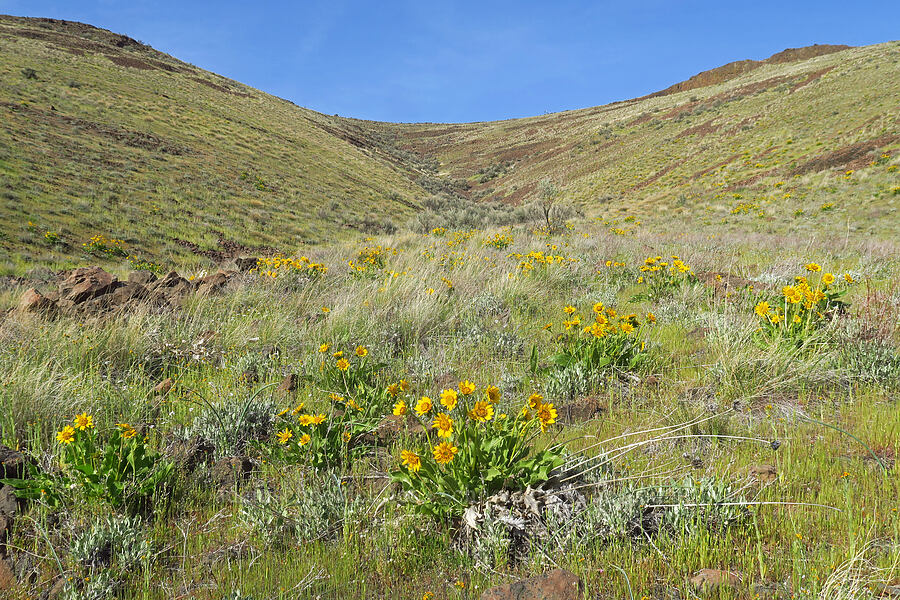 balsamroot (Balsamorhiza sp.) [Highway 206, Sherman County, Oregon]