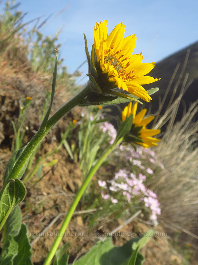 Carey's balsamroot (Balsamorhiza careyana) [Highway 206, Sherman County, Oregon]