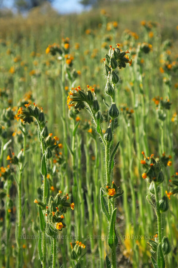 bugloss fiddleneck (Amsinckia lycopsoides) [Highway 206, Sherman County, Oregon]