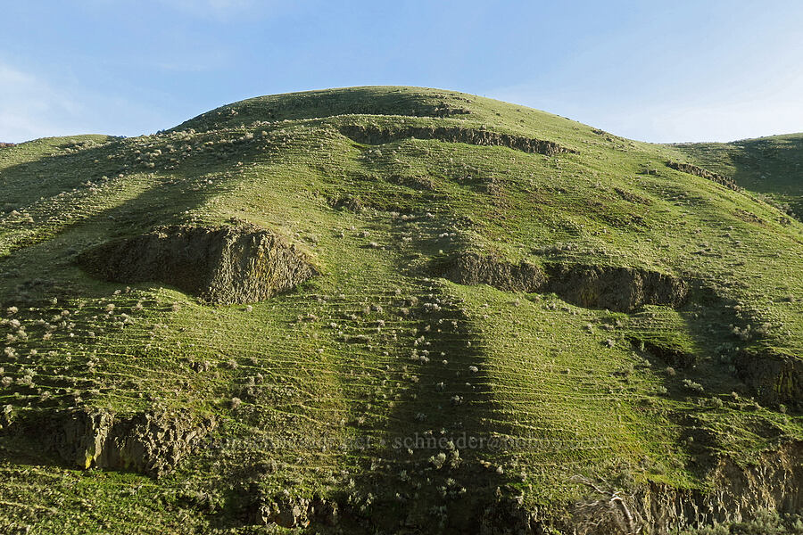 terraced hills [Highway 206, Sherman County, Oregon]