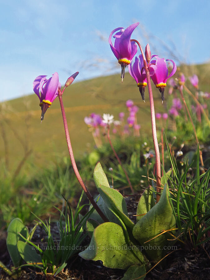 desert shooting stars (Dodecatheon conjugens (Primula conjugens)) [Starvation Lane, Sherman County, Oregon]