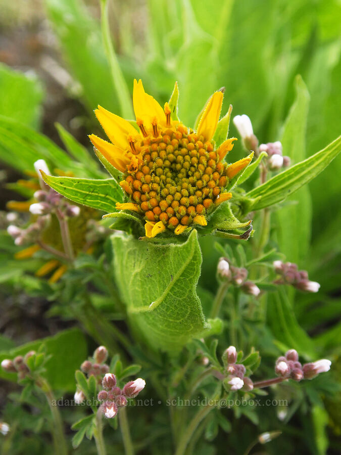 balsamroot and prairie stars, budding (Balsamorhiza sp., Lithophragma parviflorum) [Starvation Lane, Sherman County, Oregon]