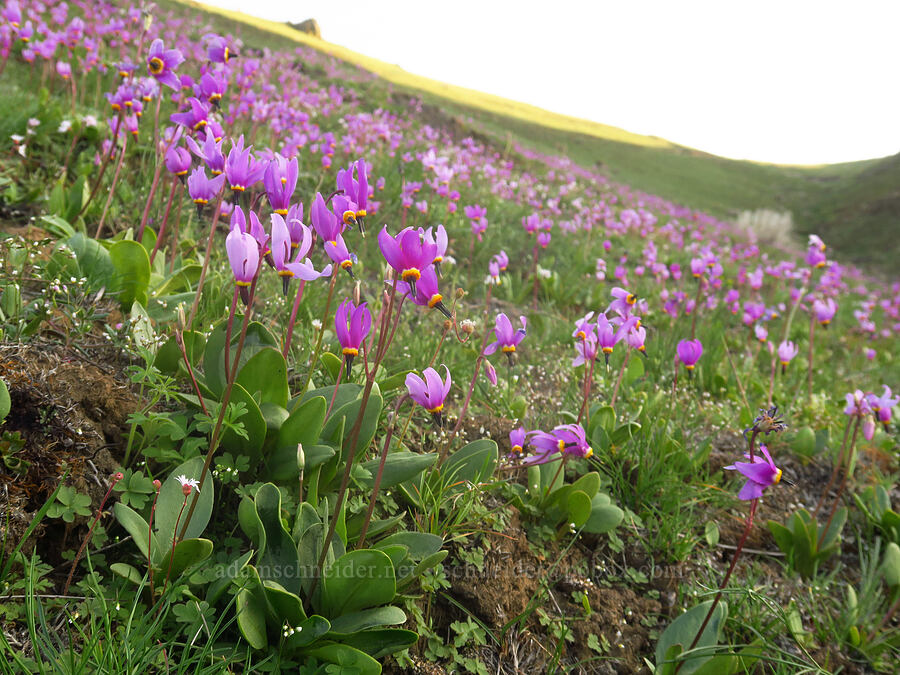 desert shooting stars (Dodecatheon conjugens (Primula conjugens)) [Starvation Lane, Sherman County, Oregon]