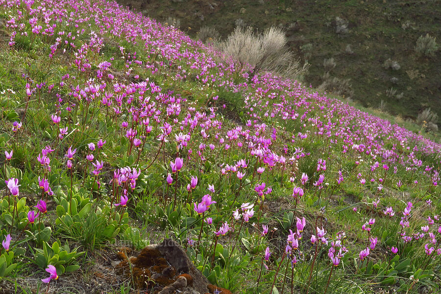desert shooting stars (Dodecatheon conjugens (Primula conjugens)) [Starvation Lane, Sherman County, Oregon]