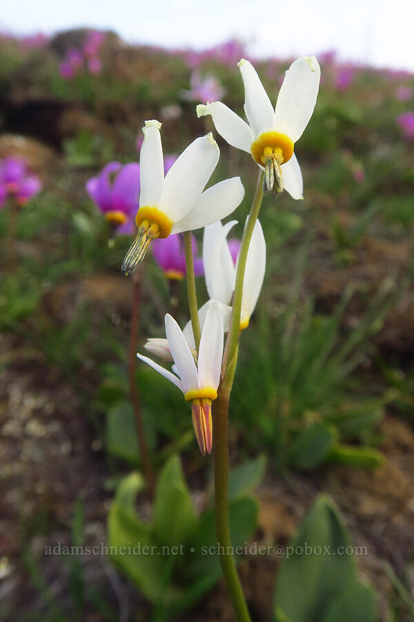 desert shooting stars, white form (Dodecatheon conjugens (Primula conjugens)) [Starvation Lane, Sherman County, Oregon]