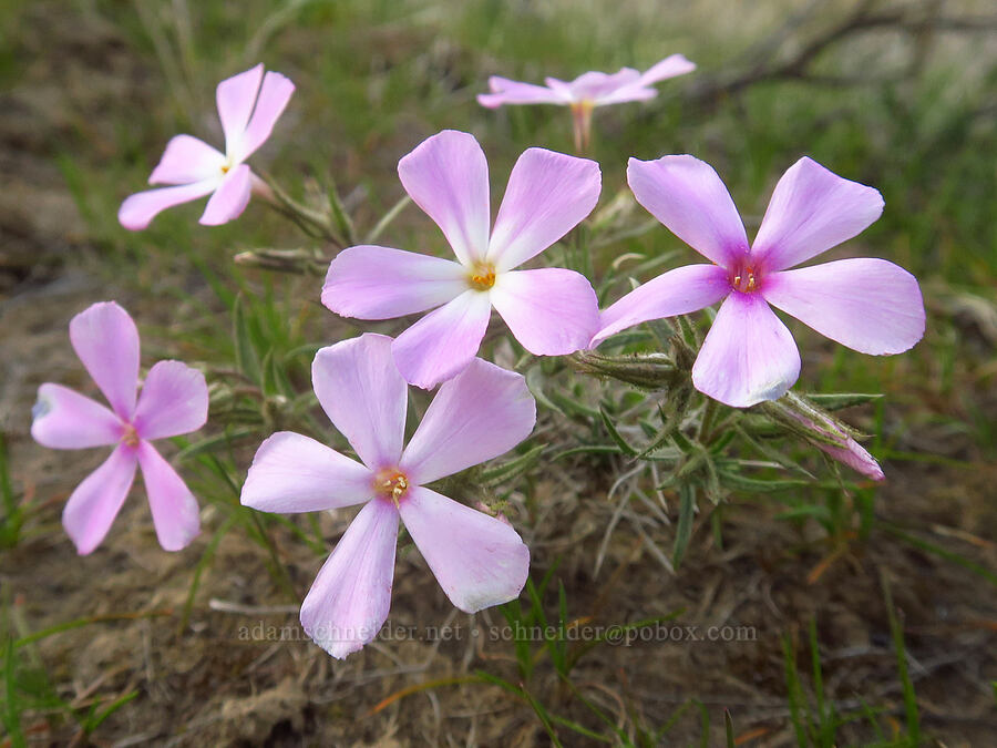 sagebrush phlox (Phlox aculeata) [Starvation Lane, Cottonwood Canyon State Park, Sherman County, Oregon]