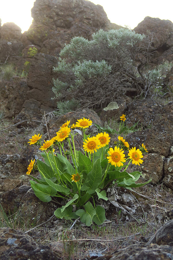 Carey's balsamroot (Balsamorhiza careyana) [Starvation Lane, Cottonwood Canyon State Park, Sherman County, Oregon]