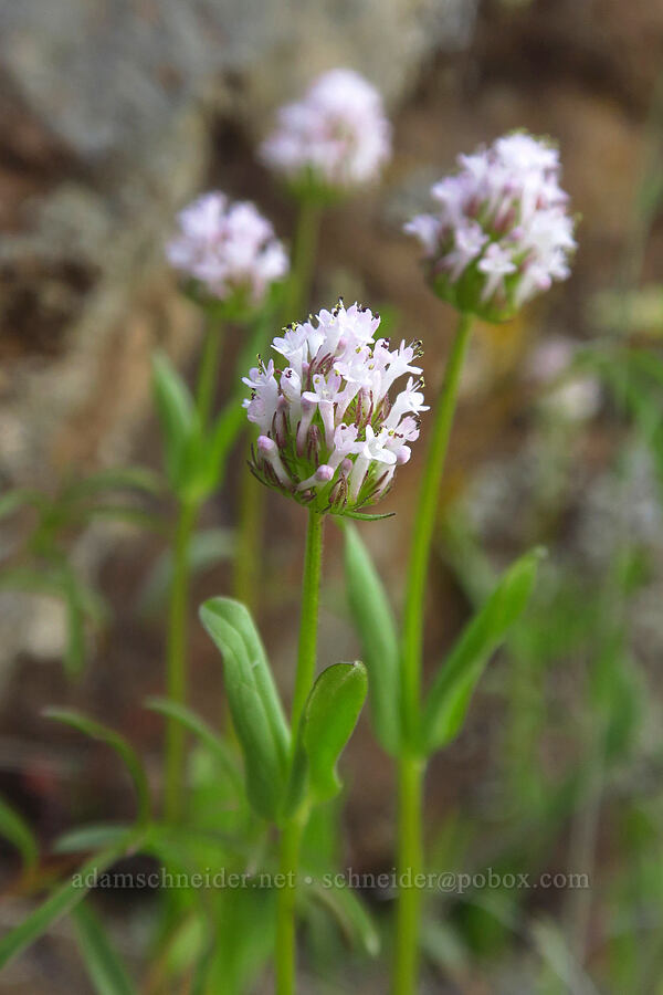 pinkish white plectritis (Plectritis macrocera) [Starvation Lane, Cottonwood Canyon State Park, Sherman County, Oregon]
