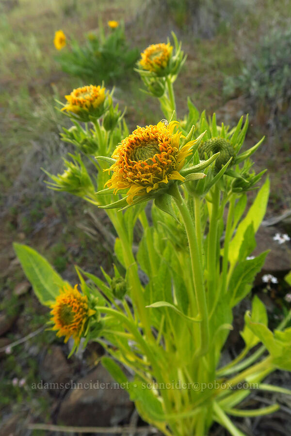 Carey's balsamroot, blighted somehow (Balsamorhiza careyana) [Starvation Lane, Cottonwood Canyon State Park, Sherman County, Oregon]